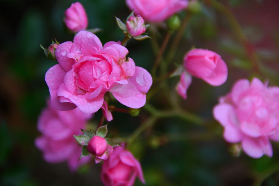 Rose pink autumn garden