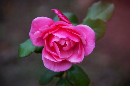 Rose pink autumn garden Photo