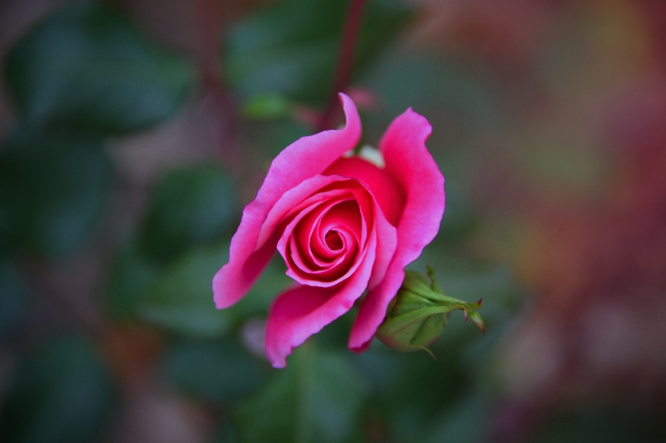 Rose pink autumn garden