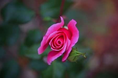 Rose pink autumn garden Photo