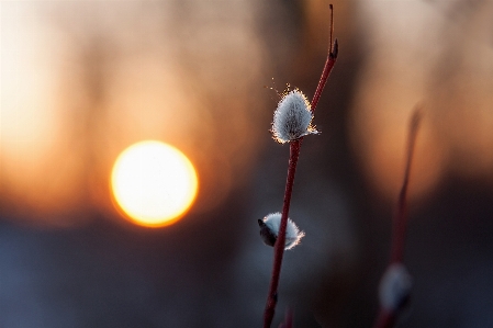 Weide sonne sonnenuntergang winter Foto