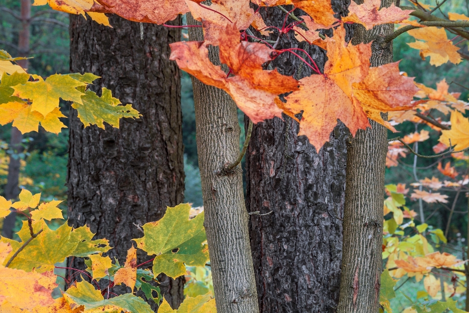 Fall autumn vivid colorful