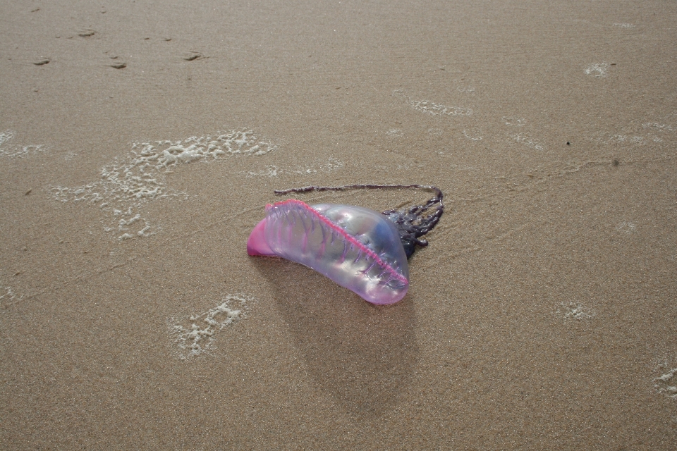 Beschädigen
 meer ozean strand