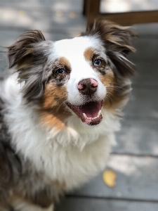 Hund australischer hirte
 braun schwarz Foto