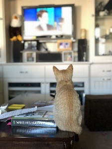 Foto Kucing anak televisi buku