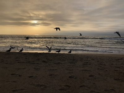 Seagulls birds ocean pacific Photo