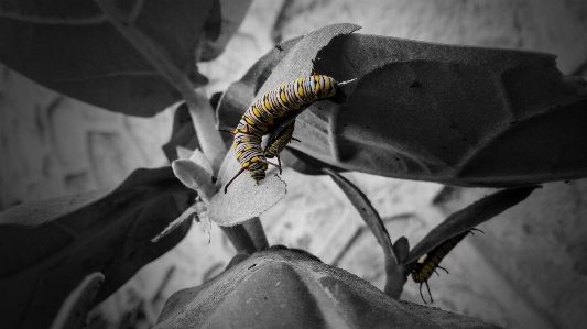 Foto Natureza folha animais selvagens verde