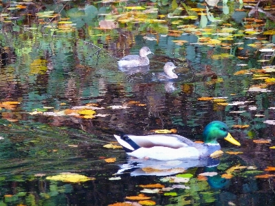 Foto Burung-burung bebek mallard
 kecil