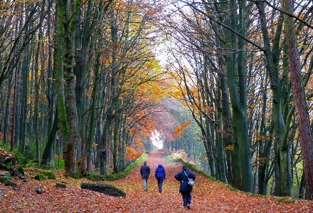 Photo Automne cromford
 feuille nature