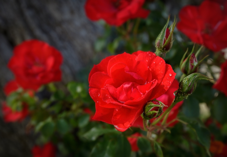 Red rose flower garden roses