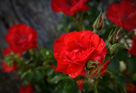 Red rose flower garden roses Photo