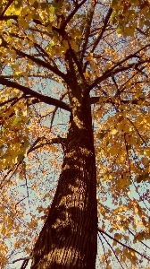 Photo Automne arbre plante ligneuse
 bifurquer