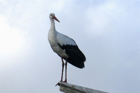 Nature bird stork white Photo