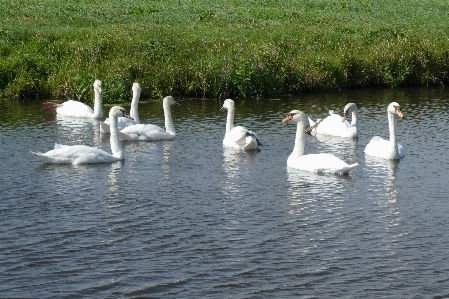 Nature bird swan waterway Photo