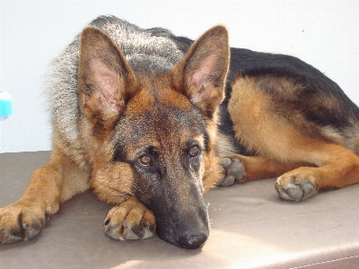 Deutsch schäfer hund hundähnliches säugetier
 Foto