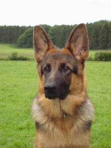 Deutsch schäfer hund alter deutscher schäferhund
 Foto