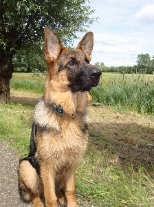 Deutsch schäfer hund alter deutscher schäferhund
 Foto