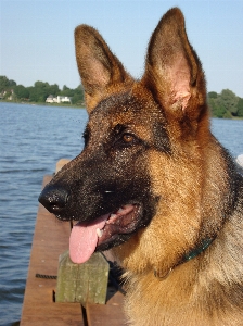 Deutsch schäfer hund hundähnliches säugetier
 Foto