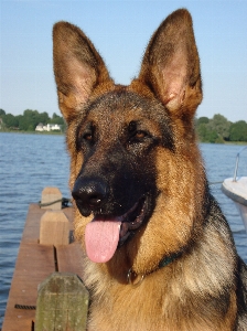 Deutsch schäfer hund alter deutscher schäferhund
 Foto