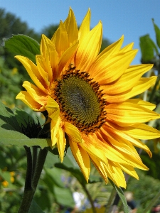 Sunflower flower beautiful yellow Photo