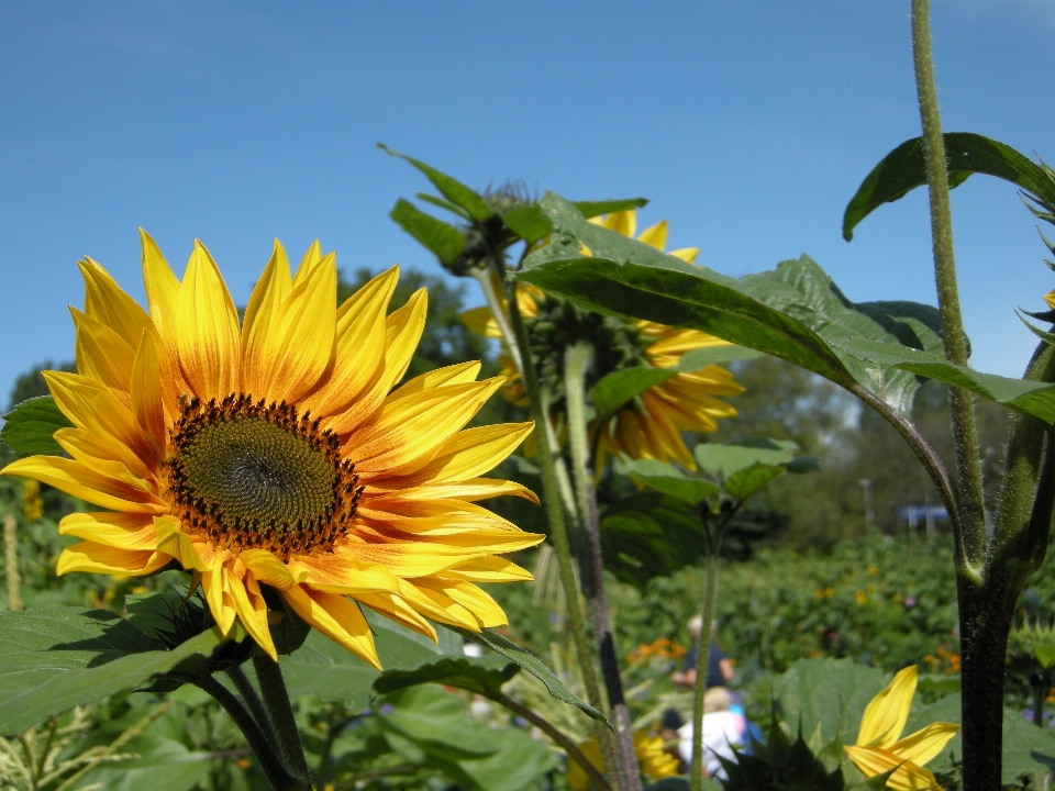 Girasole fiore bellissimo giallo