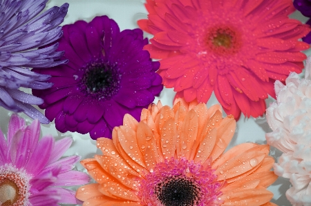 African daisy attractive background bath Photo