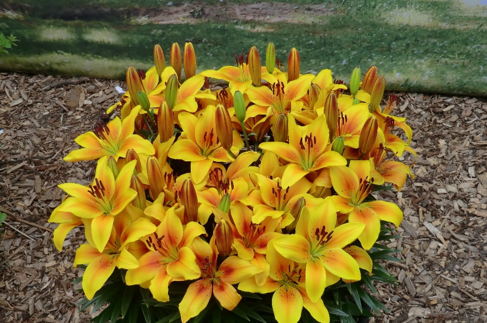 Lilien küchengarten
 niederlande blühen