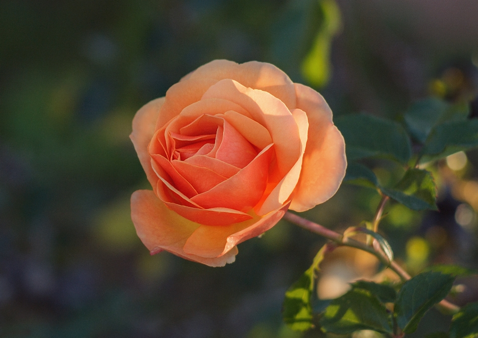 Orange roses rose flower