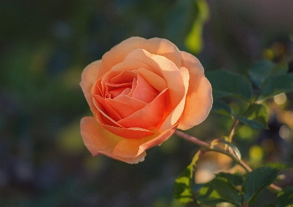 Orange roses rose flower Photo