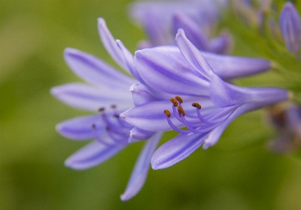 Agapanthus flower blue flora Photo