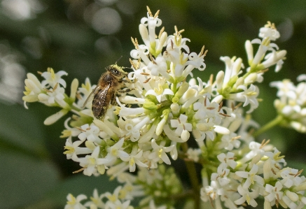 Honeybee flora flower parsley family Photo