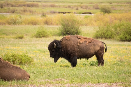 Yellowstone national park buffalo bison wildlife Photo