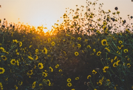 Doğa sarı sabah çiçek Fotoğraf