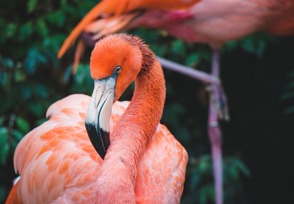 Animales flamenco pico pájaro