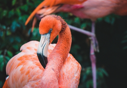 Foto Hewan flamingo paruh burung