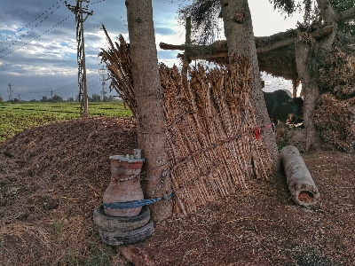 Countryside nature tree grass Photo