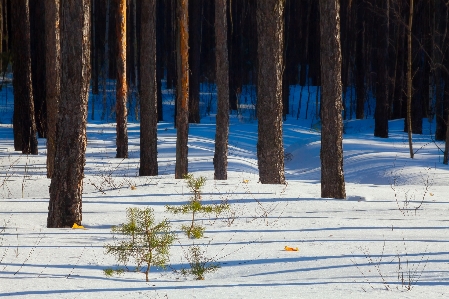 Winter cold frost snow Photo