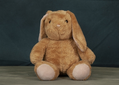 Toy stuffed plush organism Photo