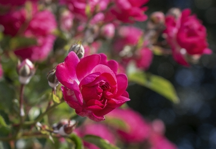 Foto Rosa
 merah jambu bunga tanaman