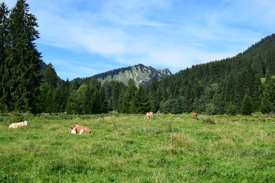 Sky mountain grass forest