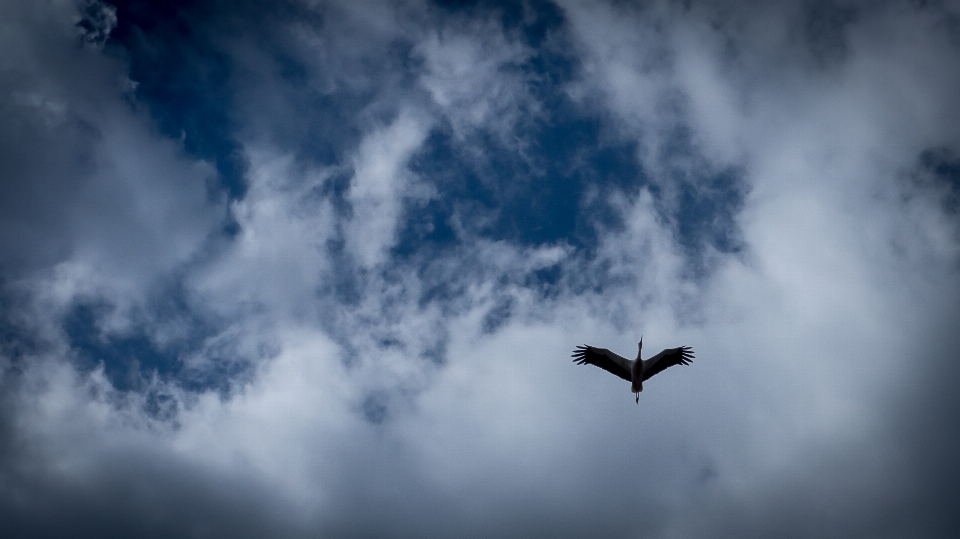 Volar pájaro cielo nubes