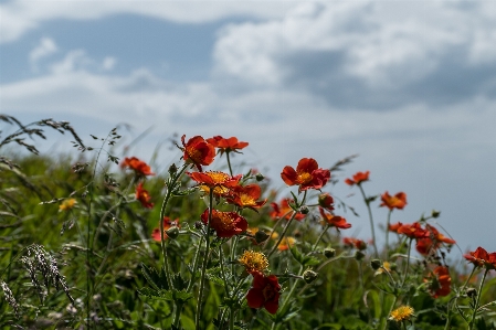 Yaz Çiçekler dağ çiçek Fotoğraf