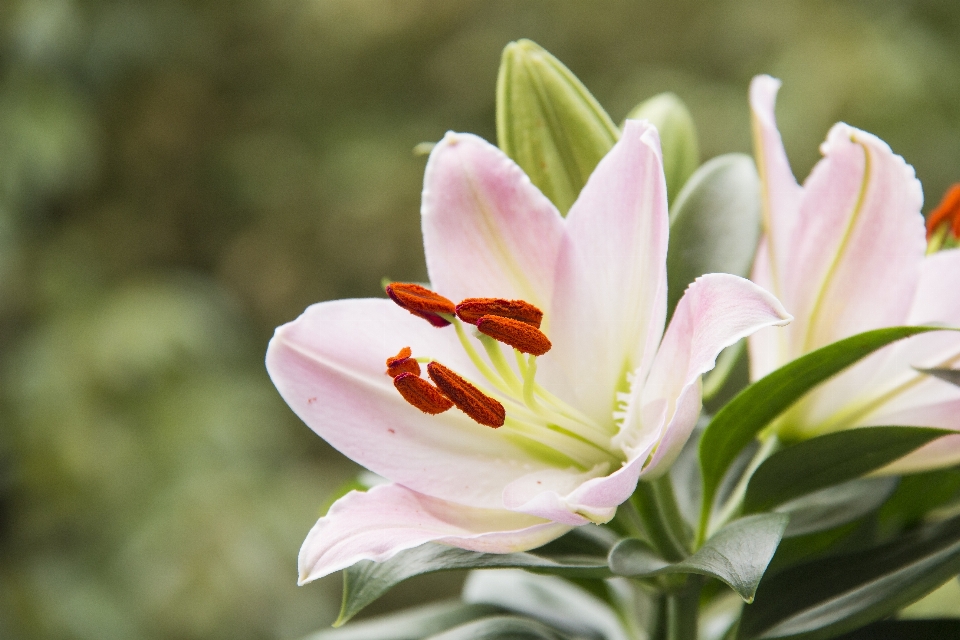 Profumo giglio fiore pianta