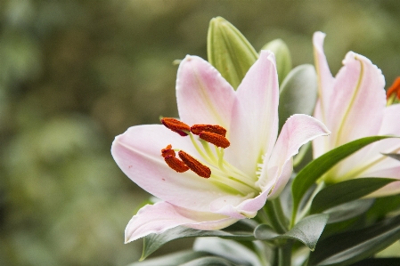 Parfüm lilie blume anlage Foto