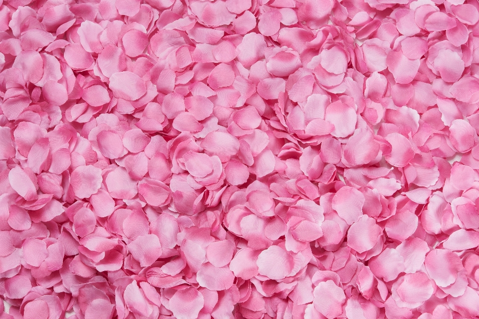 Pink petals texture flower