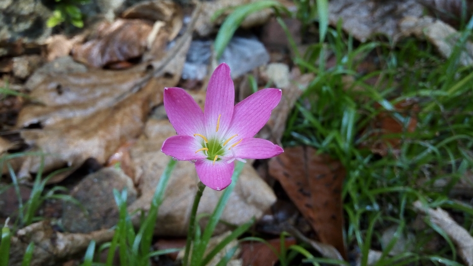 Flor plantar flora planta com flor
