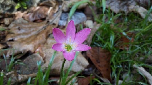 花 植物 フローラ 開花植物
 写真