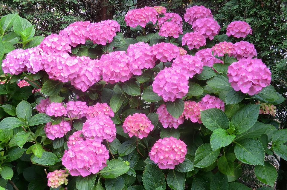 Hortensias
 fleurs floraison jardin