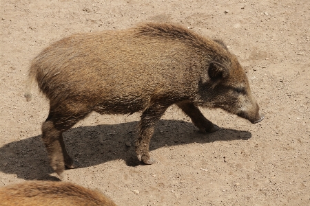 Pig young wild boar cumberland wildlife park Photo