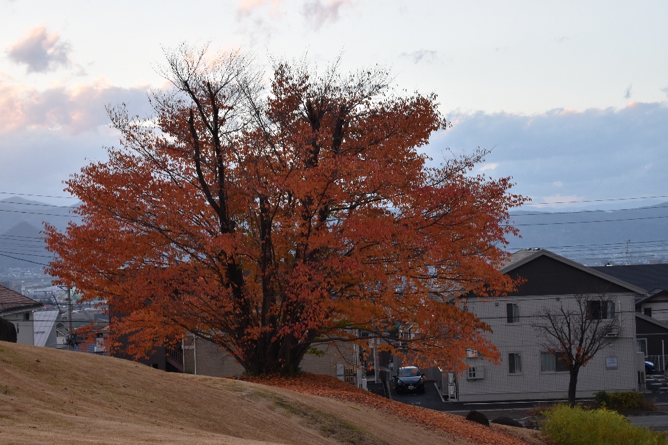 Yamagata
 jepang musim gugur alam